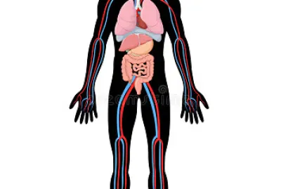 Corpo humano jigsaw puzzle