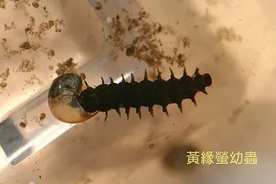פאזל של 黃緣螢幼蟲捕食螺