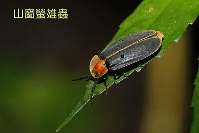 山窗螢雄蟲