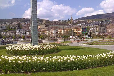 Neuchâtel Tulipes Blanches