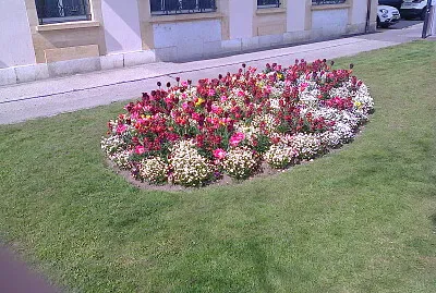 Neuchâtel tulipes et pensées