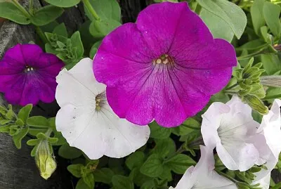 FLOWERS