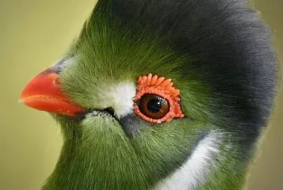 CENÁRIO K551 jigsaw puzzle