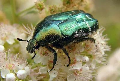 Cetonia aurata