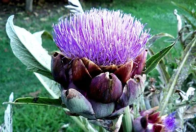Artichoke