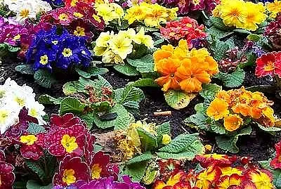Primulas