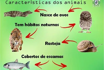Animais 2º ano