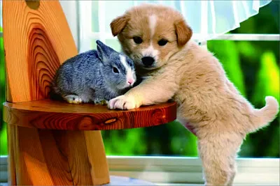 可愛動物 jigsaw puzzle