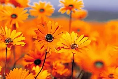 Foto jigsaw puzzle