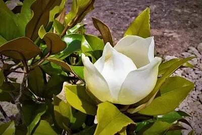 magnolia