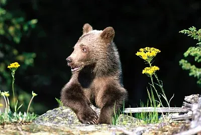 A Hard Life Grizzly Bear Cub jigsaw puzzle