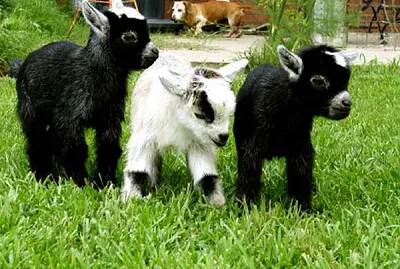 פאזל של cute baby goats