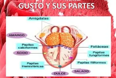 sentido del gusto