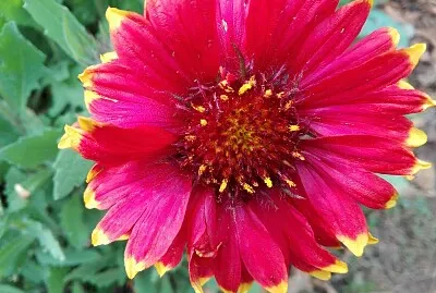 FLOWERS