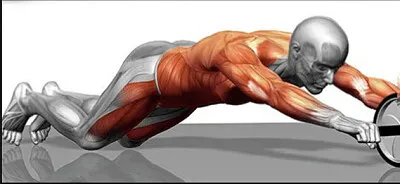 5to Abdominales