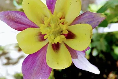 פאזל של FLOWERS