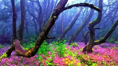 Foto jigsaw puzzle