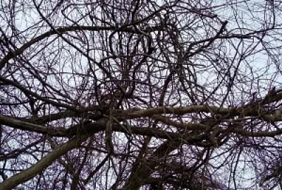 Grape vines covering the tree - Van Buren Park, AR jigsaw puzzle