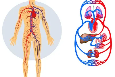 SISTEMA CIRCULATORIO