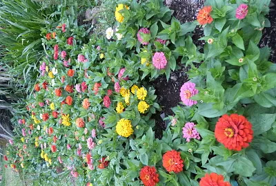 Flores jigsaw puzzle