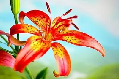Foto jigsaw puzzle