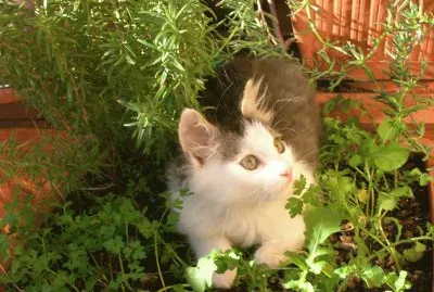 I miei animali preferiti