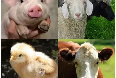 Animales de granja