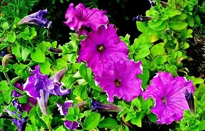 Foto jigsaw puzzle