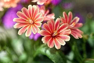 Foto jigsaw puzzle