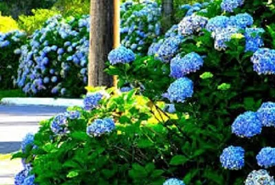 Foto jigsaw puzzle