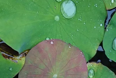 荷葉水珠
