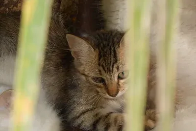 gatinho fofo