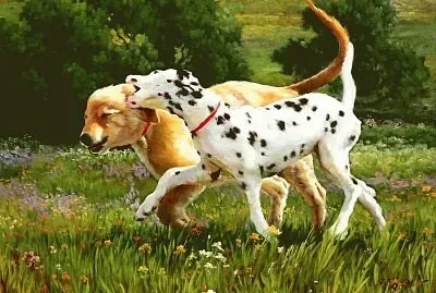 Foto jigsaw puzzle