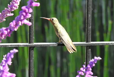 Picaflor Descansando