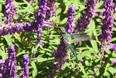 פאזל של Picaflor