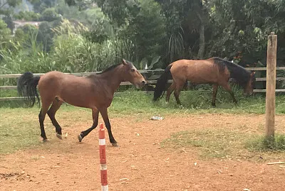 Soneto y tamarindo