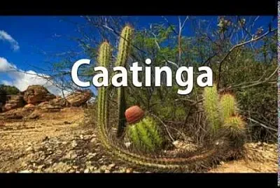 ESSE É O BIOMA DA REGIÃO QUE VOCÊ MORA?