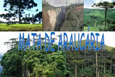ÁREA DE TRANSIÇÃO DA MATA ATLÂNTICA.