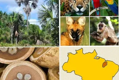 ESTÁ ENTRE FLORESTA AMAZÔNICA, CERRADO E CAATINGA!