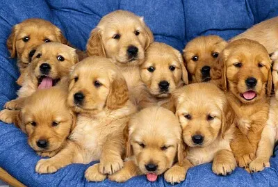 Fotos de animais jigsaw puzzle