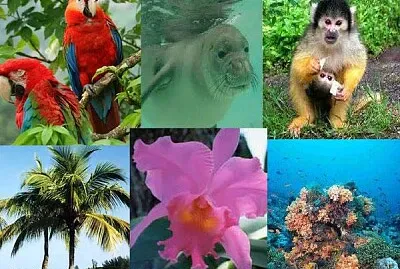 Fauna y flora región Caribe