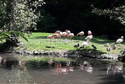 Flamingo