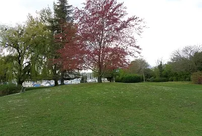 Auvernier hêtre rouge