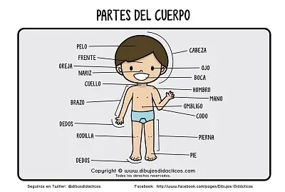 PARTES DEL CUERPO