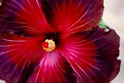 CENÁRIO K567 jigsaw puzzle