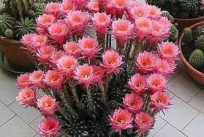 פאזל של imagem