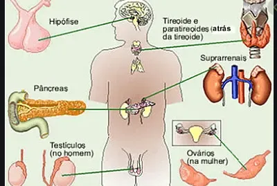SISTEMA ENDOCRINO jigsaw puzzle