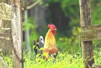 animal