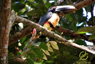 Grupo 4 . ¿ Cual es la tipología de turismo?