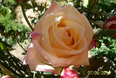 rosa